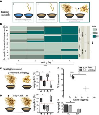 Quantitative Evaluation of Tactile <mark class="highlighted">Foraging Behavior</mark> in Pekin and Muscovy Ducks